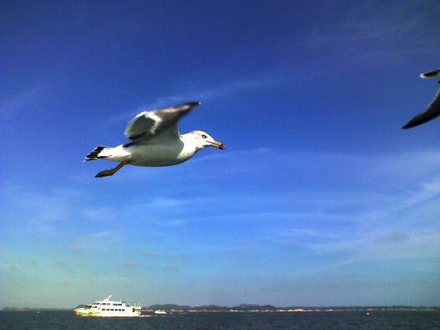 File:Sea gulls at Matsushima.jpg