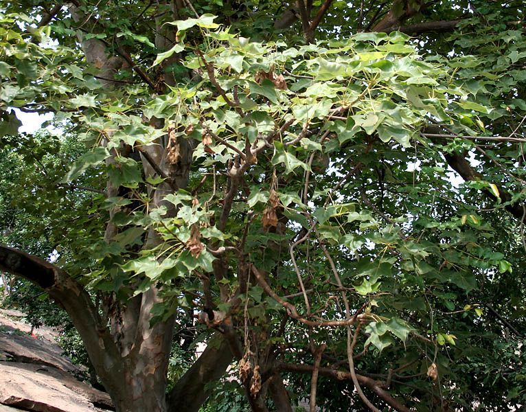 File:Sterculia urens W2 IMG 1913.jpg