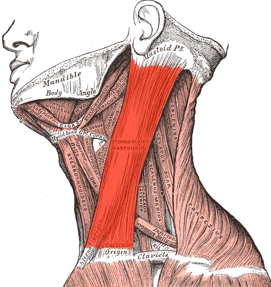 File:Sternocleidomastoideus.png