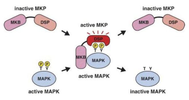 File:The inactivation of MAPKs by MKPs.jpg