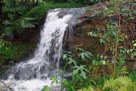 File:Tributary of Swaines Creek.jpg