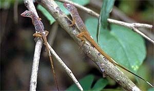 File:Two Anolis pogus on a branch.jpg