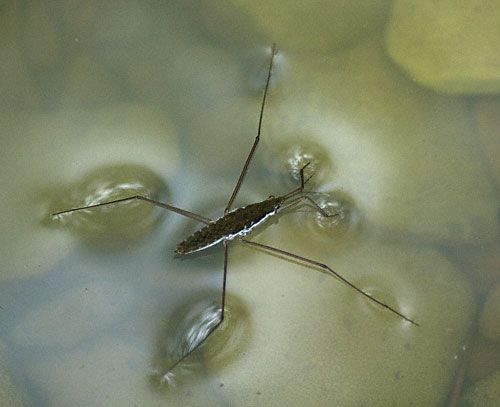 File:WaterstriderEnWiki.jpg