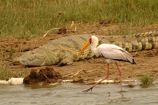 File:Yellow-billed stork kazinga.jpg