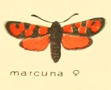 File:Zygaena marcuna f.jpg