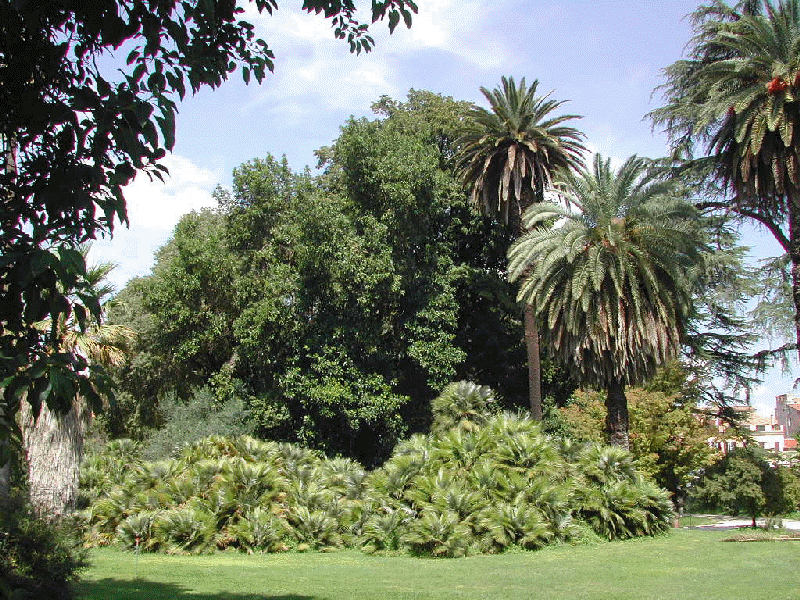 File:020907-ortobotanico01-palme.png