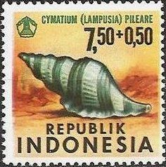 File:1969 Indonesia stamp Cymatium pileare.jpg