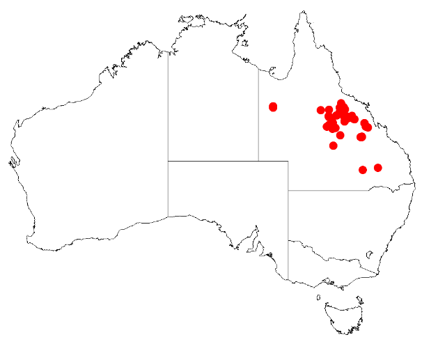 File:Acacia argyrodendronDistMap64.png