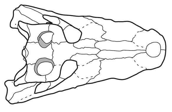 File:Agaresuchus fontisensis skull.png