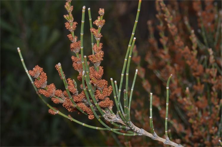 File:Allocasuarina paludosa male.jpg