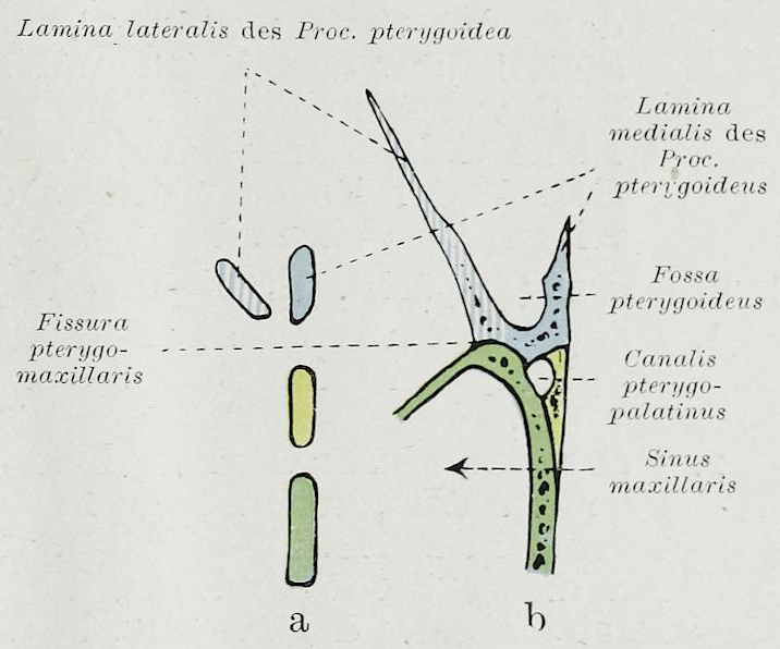 File:Braus 1921 357.png