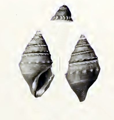 File:Buccinaria abbreviata 001.jpg