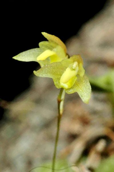 File:Bulbophyllum exiguum - cropped.jpg