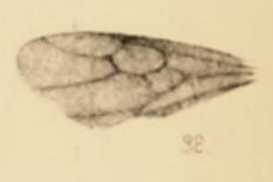 File:Calyptites antediluvianum 1890 pl3 Fig32.png