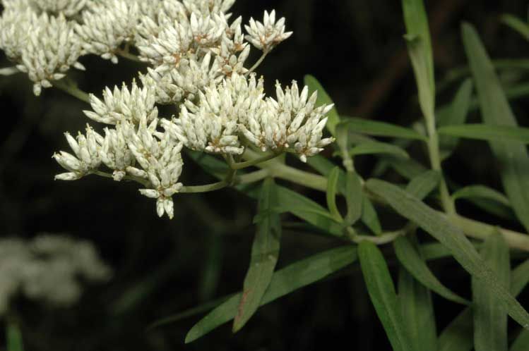 File:Cassinia trinerva flowers.jpg