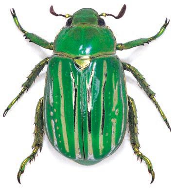 File:Chrysina gloriosa overhead.jpeg