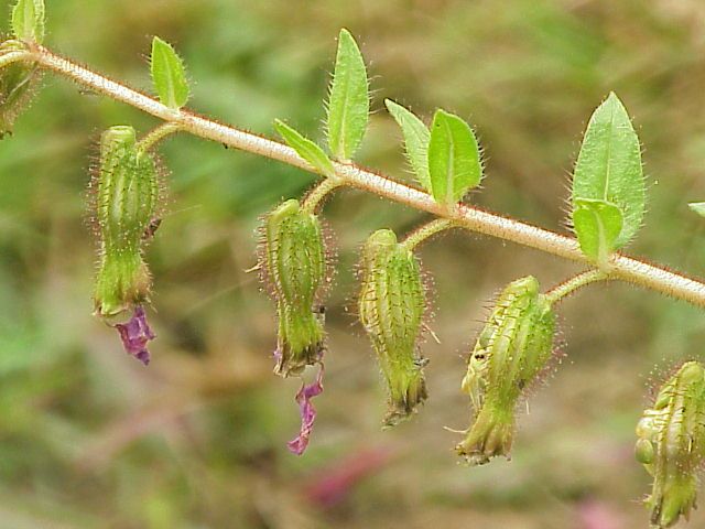 File:Cuphea procumbens0.jpg