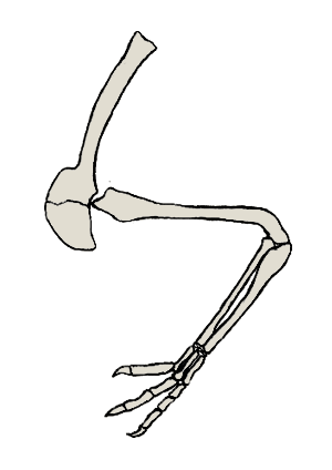 File:Deinocheirus forelimb - 2.png