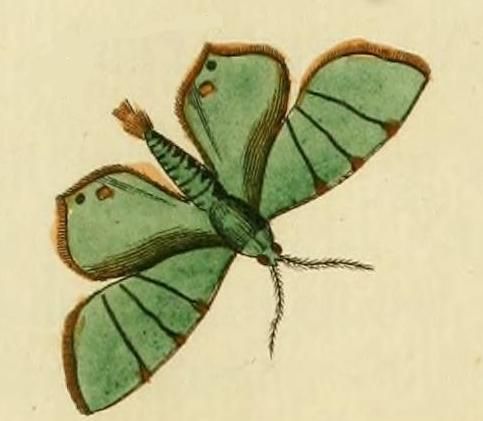 File:Eulepidotis ilirias.JPG