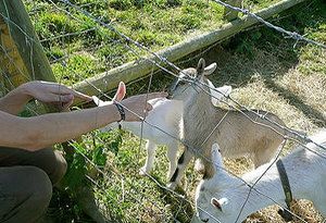 File:Goats bath city farm.jpg