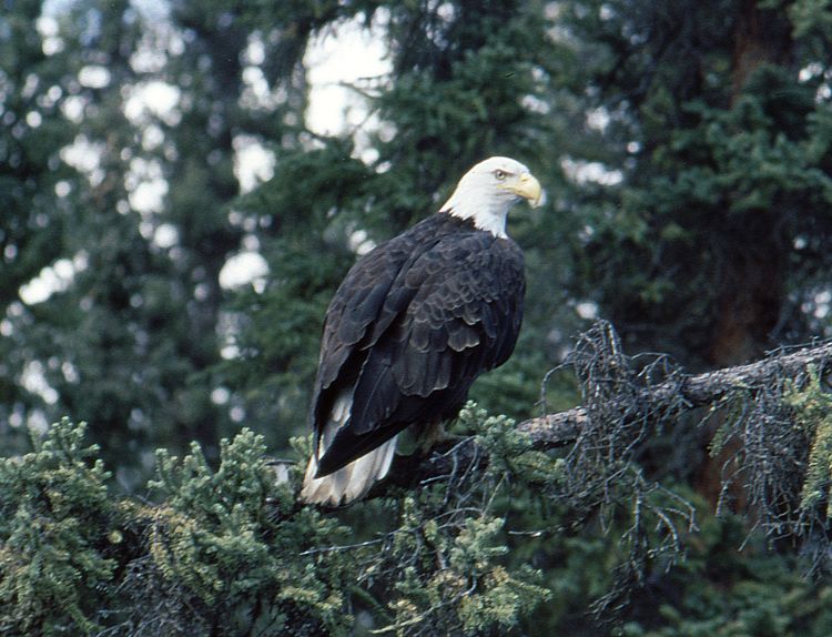 File:Haliaeetus leucocephalus cayu.jpg