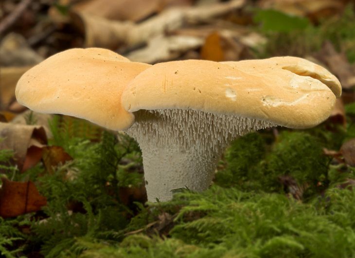 File:Hedgehog fungi2 cropped.jpg