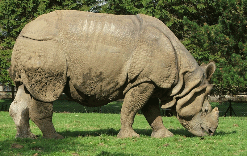 File:Indian rhinoceros.png