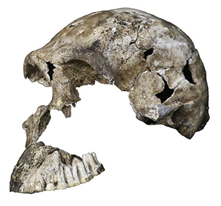 File:LES1 (H. naledi).png