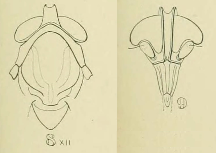 File:Lydda elongata (Kirkaldy - head).png