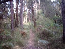 File:Mount Kembla summit track.jpg