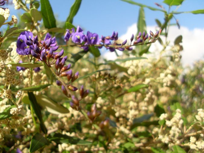 File:Native Wisteria.jpg