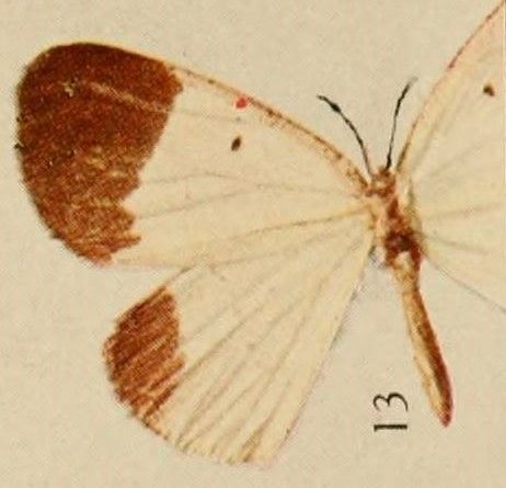 File:Pl.14-13-Rhamidava pieridaria=Melinoessa pieridaria (Holland, 1920).JPG