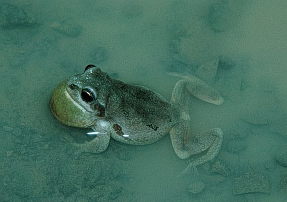 File:Pseudacris streckeri streckeri.jpg