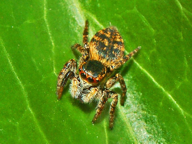 File:Salticidae - Carrhotus xanthogramma (female).JPG