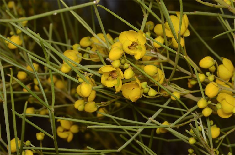 File:Senna artemisioides subsp. filifolia.jpg