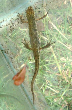 File:Smooth newt.jpeg