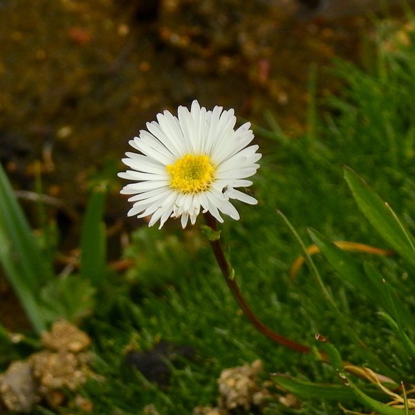 File:Symphyotrichum glabrifolium 122815217 (cropped 2).jpg