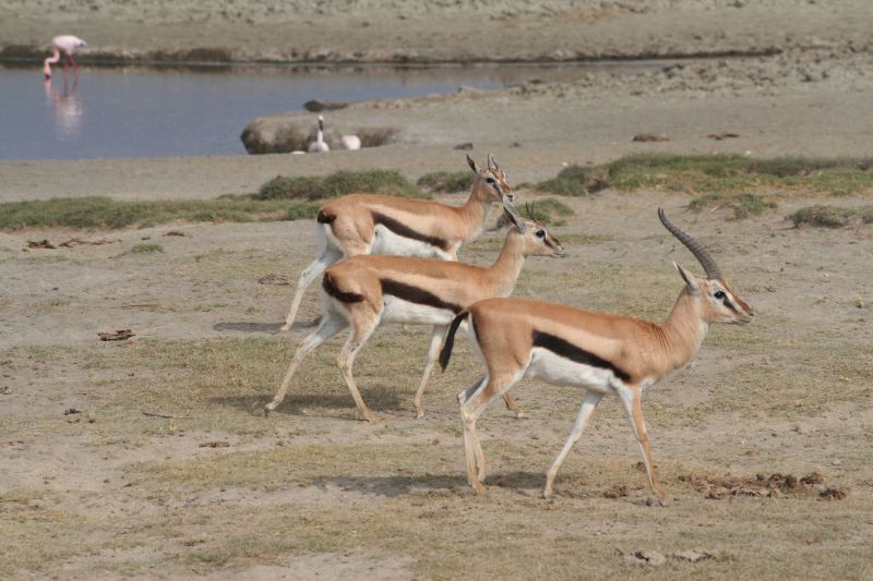 File:Thomson's Gazelles - Ngorongoro Crater.jpg