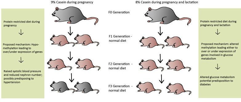 File:Transgenerational ProteinRestrictdiet.jpg