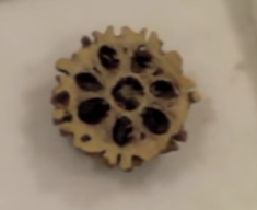 File:7 Mukhi Rudraksha cut into Half.png