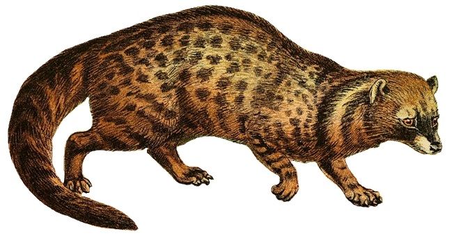 File:African civet white background.jpg