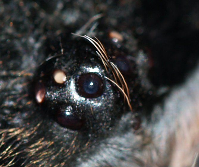 File:Brachypelma.albopilosum.eye.region.jpg