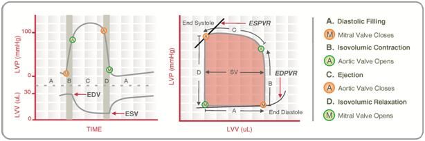 File:Cardiac Pressure Volume Loop.jpg