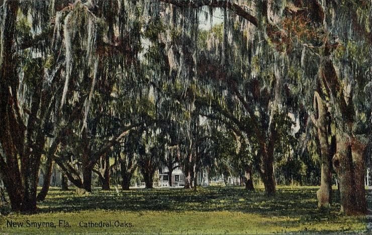 File:Cathedral Oaks, New Smyrna, FL.jpg