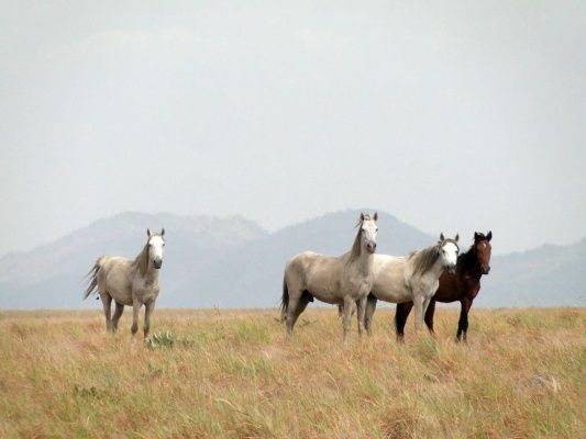 File:Cavalos selvagens de Roraima.jpg