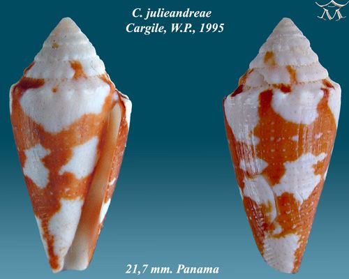 File:Conus julieandreae 1.jpg