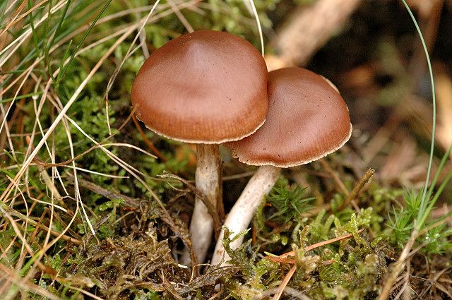 File:Cortinarius brunneus - Lindsey.jpg