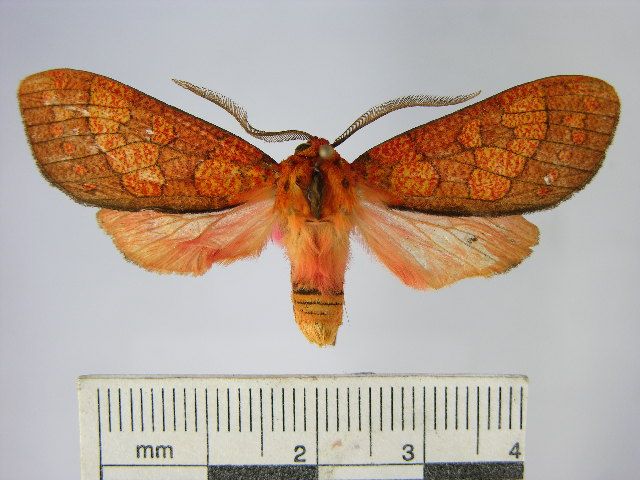 File:Elysius gladysia.JPG