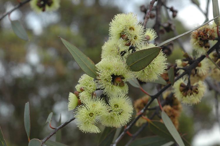 File:Eucalyptus desmondensis flowers.jpg