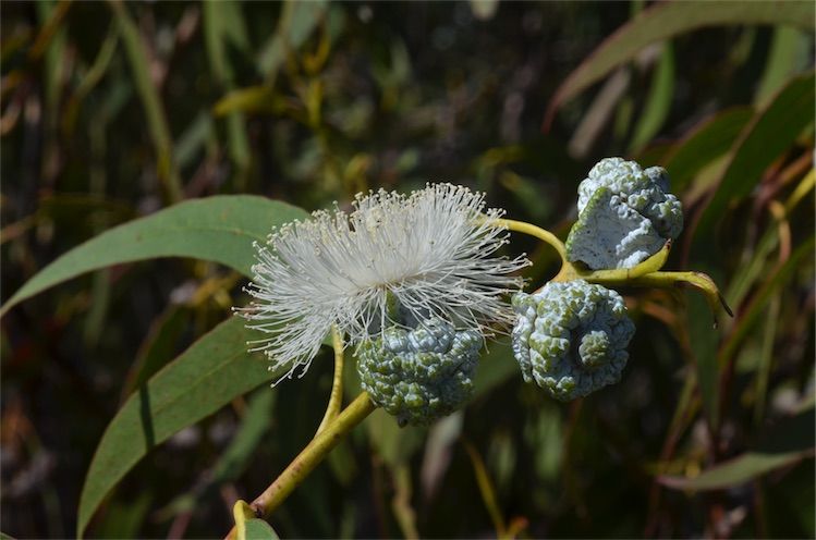 File:Eucalyptus globulus globulus buds.jpg